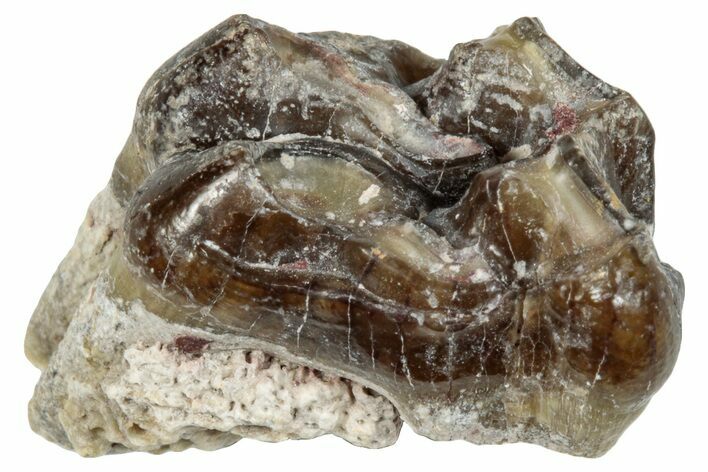 Fossil Horse (Mesohippus) Jaw Section - South Dakota #289509